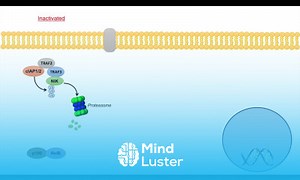 Mind Luster - Learn Non Canonical NF kB Signaling Pathway Mechanism and Function