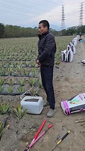 🌱 Ingenio taiwanés: ¡Abonando con estilo! #IngenioAgrícola #TaiwánCreativo #CultivosConEstilo #AbonoPro | Dropshippinglobal