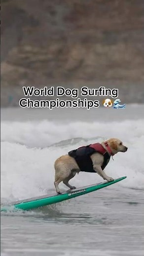 These Dogs Can Surf Better Than Me 😂🌊 - World Dog Surfing Championships