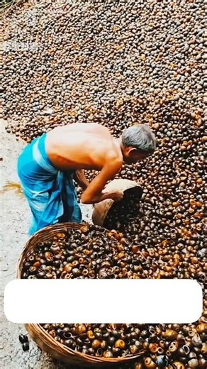 How Trash Shells Become Valuable Lime! 😱 Amazing Recycling Process | #short #shortsfeed #farming