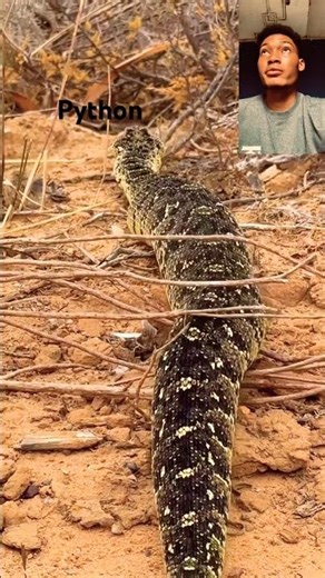 We Almost Stepped on a Wild Python! Real Africa Wildlife