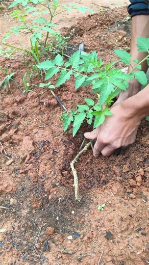 Techniques for Planting Tomatoes Vertically