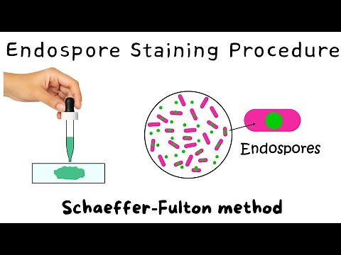 Endospore Staining Procedure I Schaeffer fulton method