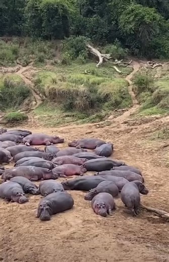 Hippos Haven ! 🦛🦛🦛🦛🦛🦛 #elleafricasafaris #animals #wildlife #nature #africa #africanwildlife #spiceyelle | African Animal