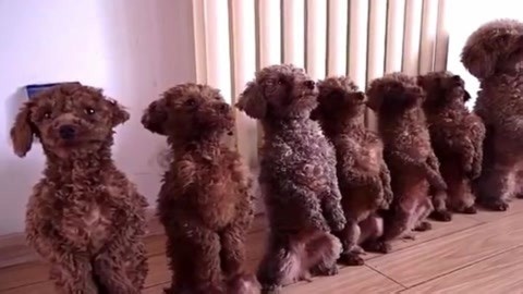 大叔训练了7只泰迪犬，从来没见过这么正经的泰迪