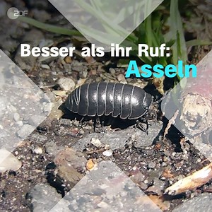 Hattet Ihr vermutet, das Asseln sowas wie Insekten sind? Sind sie nicht! Sie haben erstaunliche, andere Verwandte. Welche, die Ihr möglichweise gern esst. | Terra X