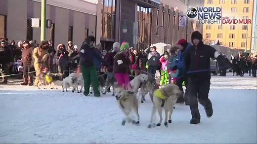 READY, SET, GO! The sound of howling dogs filled downtown Anchorage on Saturday as mushers from around the world gathered for the ceremonial start of the Iditarod Trail Sled Dog Race. http://abcn.ws/2lLosUw | ABC World News Tonight with David Muir