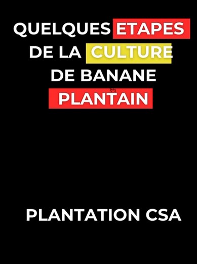 comment cultiver la banane plantain partie 1. #plantain #camerounplantain #plantainchips #pourtoii