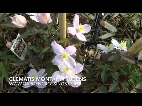 Clematis Montana Rubens