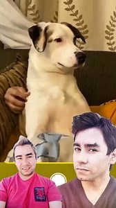 El niño es sensible ❤️🐶 #dogs #dog #doglover #perros #love #reelsfypシ #reels #reelsvideoシ #reelsinstagram #reelsfacebook | Ariel Altamirano