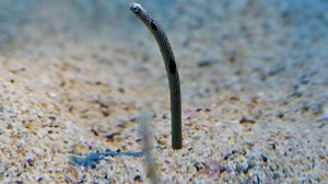 Underwater sand worm poke their heads up