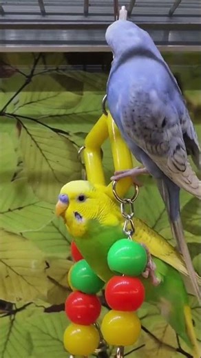 Swinging rare parakeets,budgies