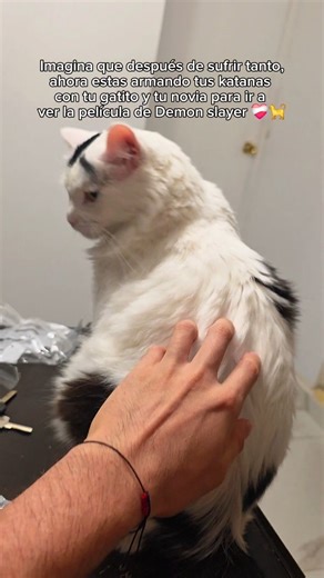 Arthur Soria Heredia | Amo mi hogar 🐈❤️‍🩹 #michis #gatos #cats #reels #amor | Instagram