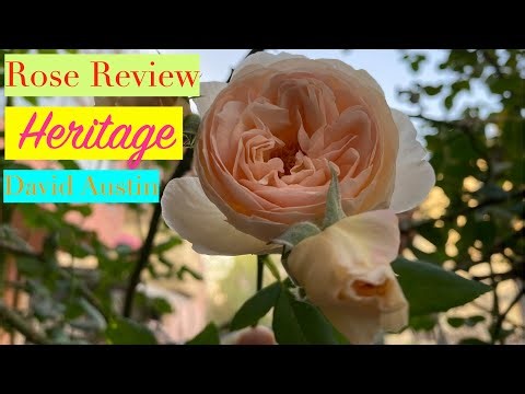 Heritage Rose Review, A Fragrant David Austin English Rose