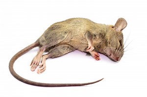 Fastest Ways to Kill Rats In Nigeria - Public Health