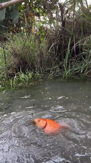 🎣 Amazing Village Fishing Adventure | Traditional Fish Catching in Village Pond