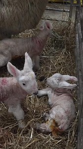 3.8K views | Goat baby delivery time | Animal's Delivery | Facebook