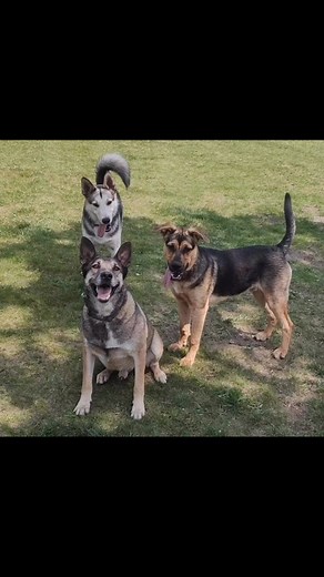 Wishing adoptable Barney and his siblings a very happy first birthday! Barney is the last of the 5 still looking for his forever home! He can take some time to warm up yo new people as he is pretty shy but with the guidance from another dog he’ll be your best friend! To learn more about Barney visit: https://www.portageanimalwelfaresociety.com/barney | Portage Animal Welfare Society Inc.