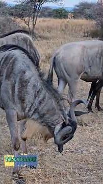 Waterbuck's Dominance Challenged by Bold Zebra #wildlife