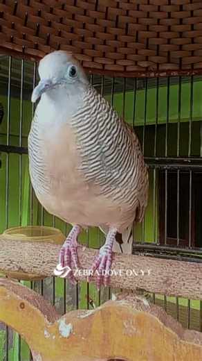 Zebra Dove call Bird sounds for relaxations 122 #birds #birdsounds #birdsoundscape #birdsong #animal