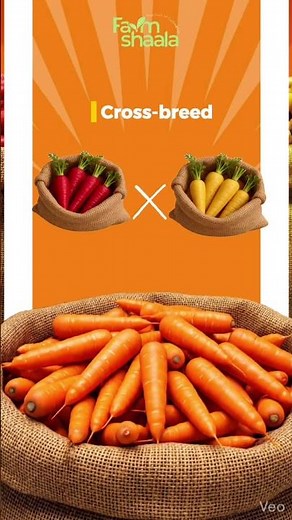 Not All Carrots Are the Same 🥕 | How to Identify Different Types