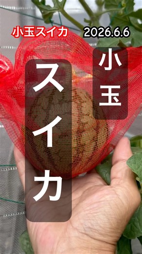 [Preventing small watermelons from falling and protecting them from crows] #watermelon cultivation