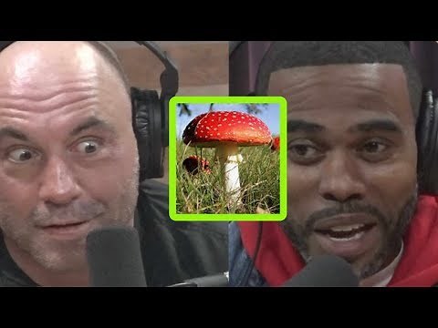 Joe Rogan: Mushrooms Used Us to Manifest Reality
