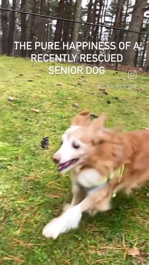 Rusty is pure joy! | Vintage Pet Rescue