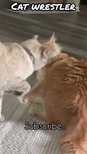 Ultimate Cat Wrestling Championship: Try Not To Laugh! 😂🐾 #Wrestlemania #Cats #CatLover #Wrestling