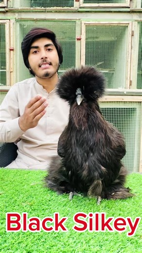 Exploring the Life of Fancy Hens in a Pet Vlog