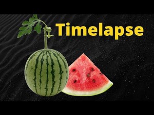 WATERMELON Plant GROWS from Seed Before Your Eyes in TIME LAPSE!