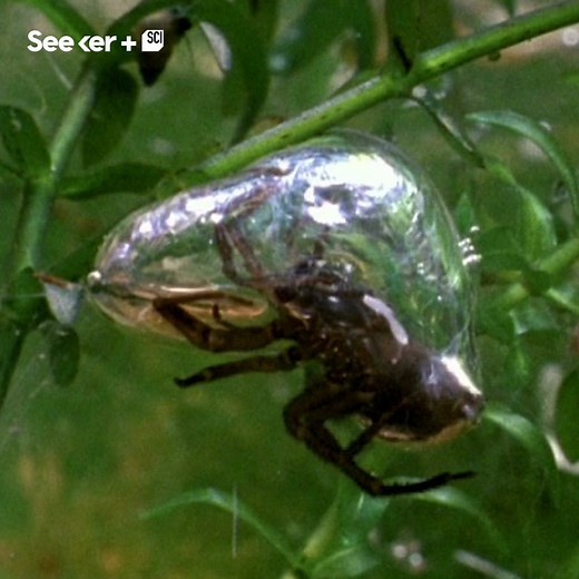 This spider actually weaves air bubbles to live underwater. | Seeker by The Verge