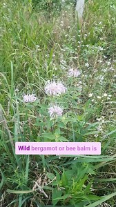 1.3K reactions · 27 comments |  Wild Bergamot, AKA, Bee Balm....