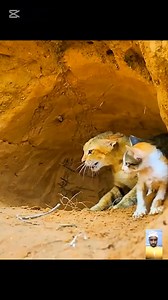 Python Vs 🐈 Cat #everyonehighlightsfollowers #fypシ゚ #fypシ゚viralシ #fypシviralシ2024 #snake #python #cat Animals Doing Things | Animalslovers