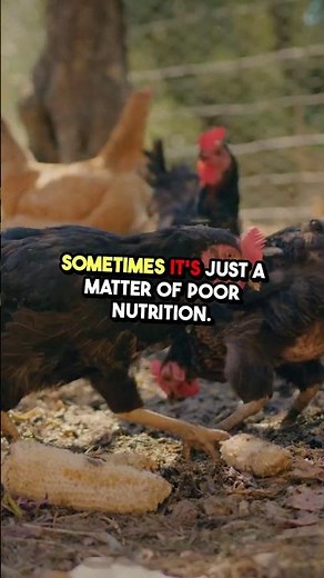 🐔 Black Spots on Chicken Comb? 10 Causes & Treatments You Need to Know! 🚨
