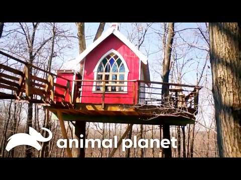 Coolest Builds from Season 1 | Treehouse Masters | Animal Planet