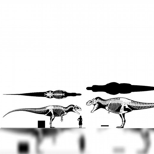 Saurophaganax And Tyrannosaurus Rex Size Comparison
