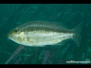 Ikan Lencam ini (Lethrinus Variegatus) sering main pada habitat lamun