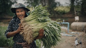 Agricultural Innovations Help Cambodian Farmers Thrive