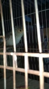 1.1K views · 27 reactions | Rescatado de hoy, se cayó del arbol .. tenemos que los gatos le maten.. está a cargo de nuestra amiga Maria Eĺvira Villalba amante y especialista en cuidar pájaros 列列, vamos postrar su vídeo cada semana hasta que llegue el día que Elvira le va devolver a la madre naturaleza .. mil gracias amiga  | Protección Animal Amambay | Facebook