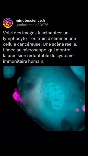 Minute Science on Instagram: "Un lymphocyte T en pleine action, filmé au microscope 🔬 Quand ton système immunitaire fait le ménage avec une précision chirurgicale. . Cette cellule reconnaît, s’accroche et déclenche l’élimination d’une cellule cancéreuse ⚔️ Un combat invisible qui se joue en permanence dans ton corps. La science est déjà en toi 🧬 . 🔬 Suis @minutescience.fr pour une minute de science, chaque jour."