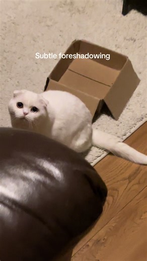 Funny Cat Moments: Bamboozled Scottish Fold