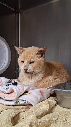 Alvin arrived in intense dental pain and was diagnosed with level 4 periodontal (gum) disease — meaning a large amount of bone loss around his teeth. His surgery was completed at the end of August, and now he’s on medications to manage pain and help with his slow recovery. Because his case was so severe, his healing has taken longer than the typical two weeks, and his cheeks are currently swollen. Please consider donating — every bit helps with his medications, soft food, and comfort during reco