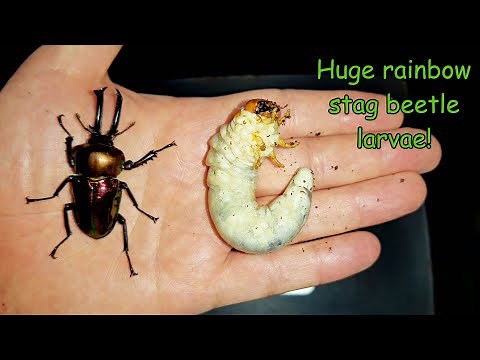 Big rainbow stag beetle larvae!