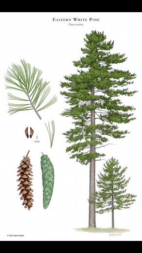 #pinusstrobus #easternwhitepine #whitepine #pinetree #kingpine #tree #trees #easternforest #northwoods #forestedlandscape #logging #oldgrowth #conifer #evergreen #gymnosperm