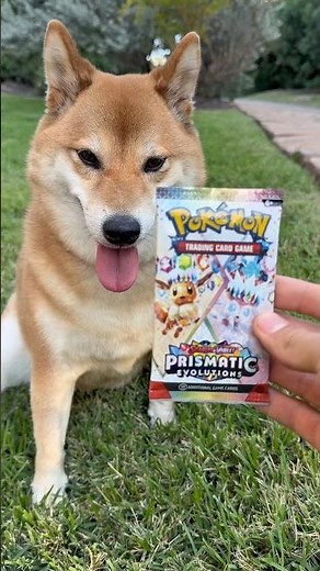 Shiba Opens Prismatic Evolutions