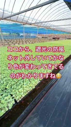 枯れずに耐える１０００枚のキャベツ苗、猛暑負けない苗作り