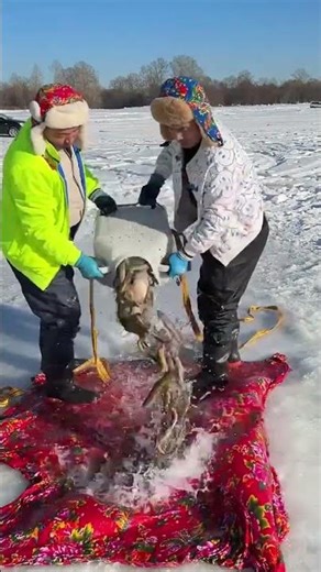 Frozen lake, fresh catch, and teamwork turning a cold day into a successful fishing moment! 🎣❄️