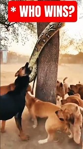 * Pack of Dogs vs. Massive Python: The Ultimate Showdown! #animals