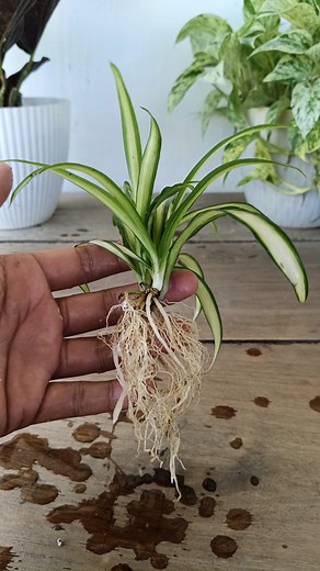 Spider plant Easy Propagation 🌱 | Gardening Ideas
